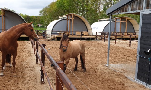 paardenlodge Camping de Reeenwissel Drenthe8