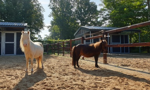 paardenlodge Camping de Reeenwissel Drenthe13.jpg