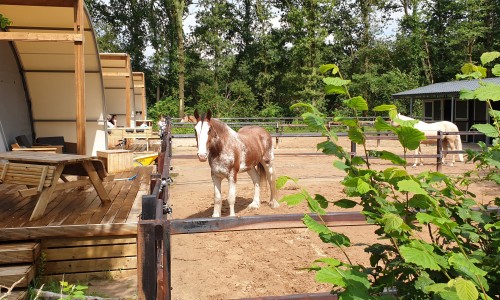 paardenlodge Camping de Reeenwissel Drenthe12.jpg