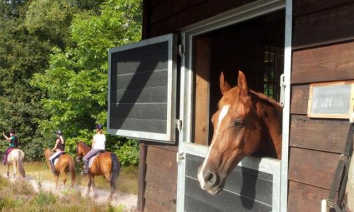 Paardenstal 4..jpg