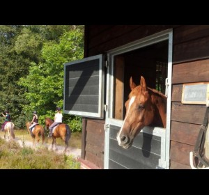 Paardenstal 4..jpg